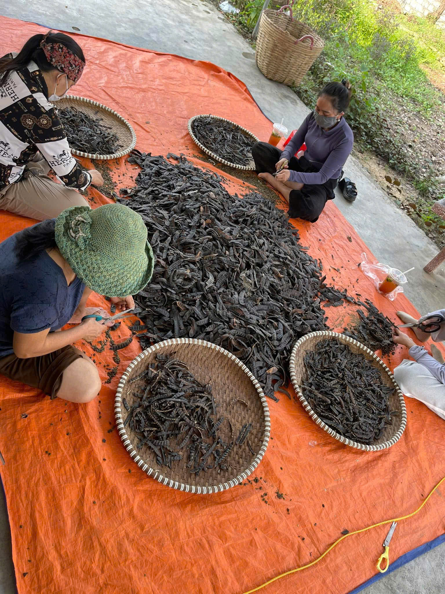 quả bồ kết để nấu dầu gội thảo dược